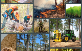 The North Carolina Forestry Association and North Carolina Future Farmers of America Association Partner to Create NC's First Forestry Course with an Industry-Aligned Credential for High School Students